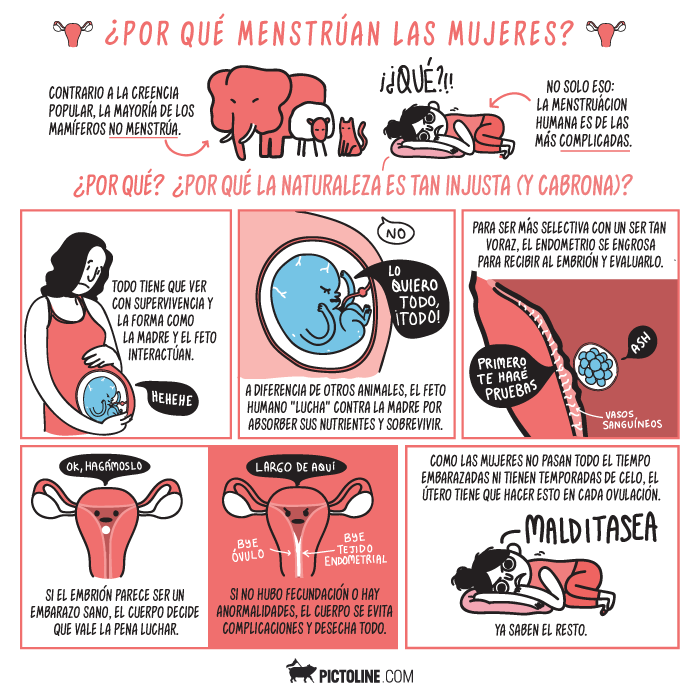 Porqué menstruan las mujeres