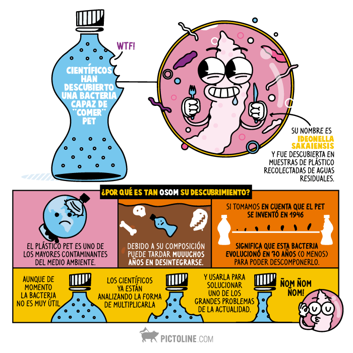 La bacteria que come PET