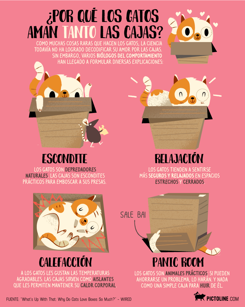 Por qué los gatos aman tanto las cajas