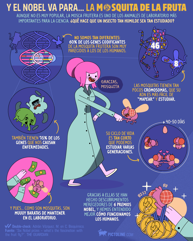 La mosquita de la fruta
