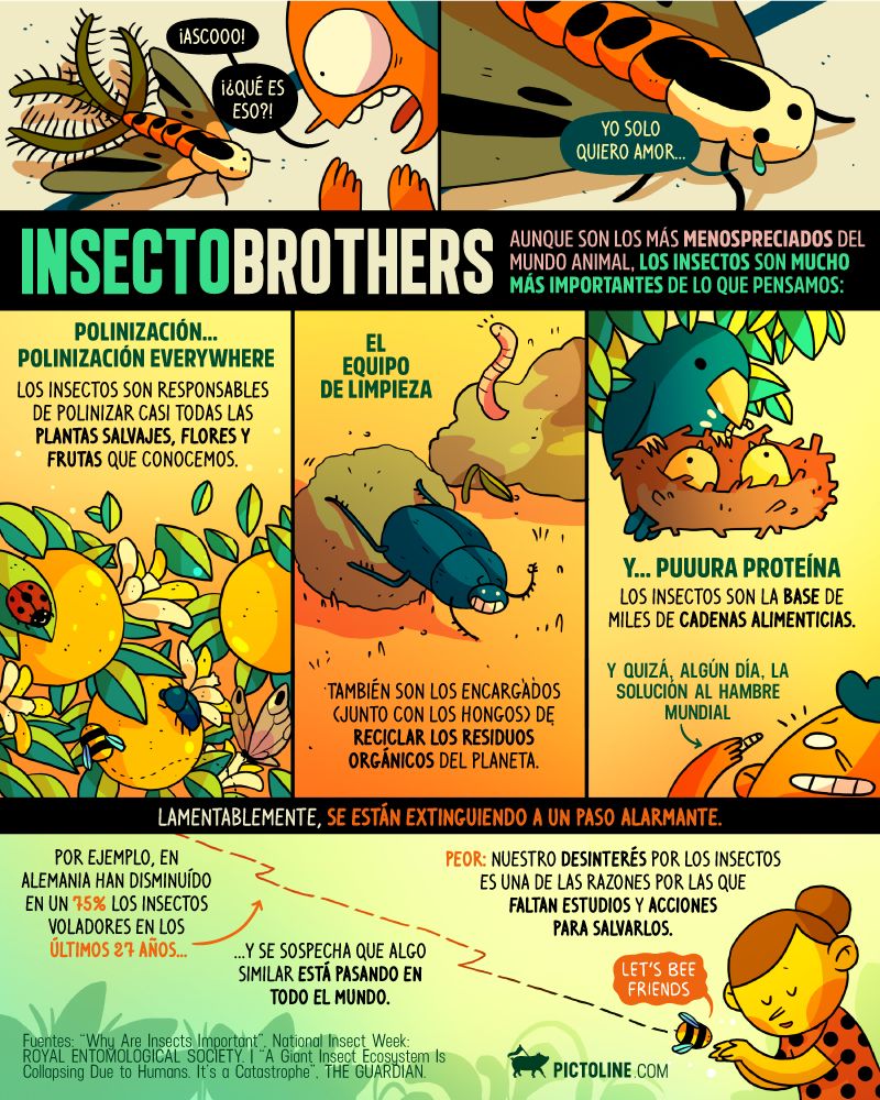 Insectobrothers: La importancia de los insectos