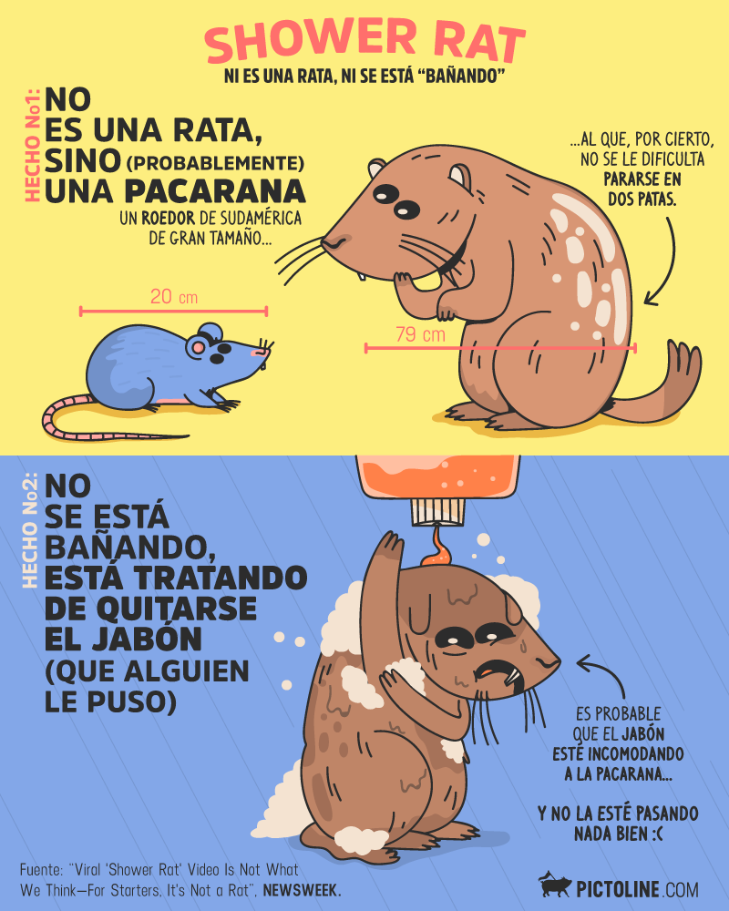Pacarana, el roedor de Sudamérica de gran tamaño.