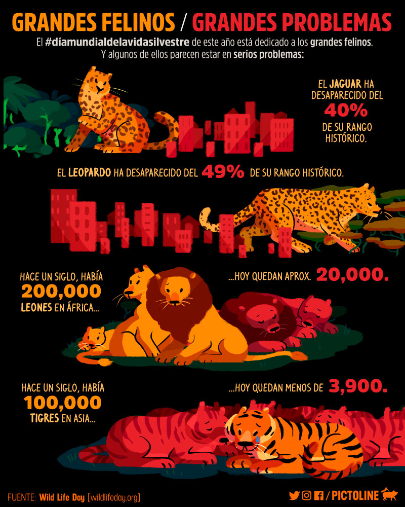 Grandes felinos / Grandes problemas