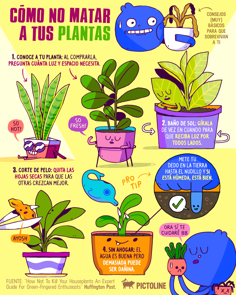 cómo no matar a tus plantas