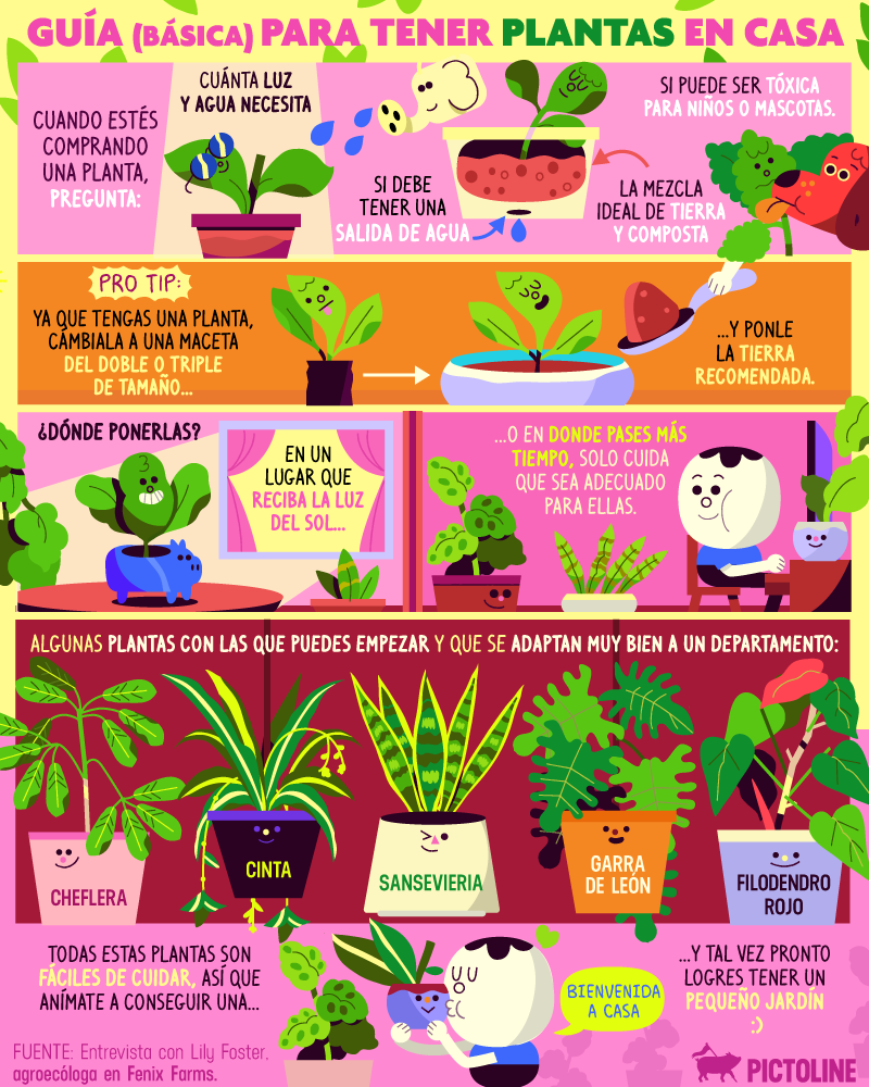 ¿Te gustaría llenar de plantas tu casa, pero no sabes cómo empezar? 🌿☘️ Esta es una guía para principiantes 🌱🌾