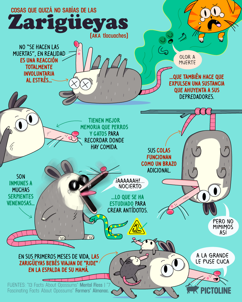 Cosas que quizá no sabías de uno de los animales más famosos del internet: Las zarigüeyas 😍✨