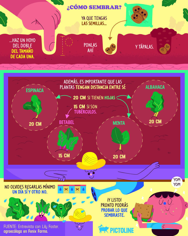 🌱🌻Pequeña guía para crear tu propio huerto en casa 🌾🍃 Desde qué cultivar, hasta dónde y cómo hacerlo 👇