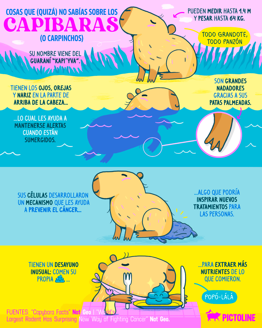 Son grandes nadadores 🌊... y se comen su 💩🤭 Cosas que (quizá) no sabías de los capibaras: