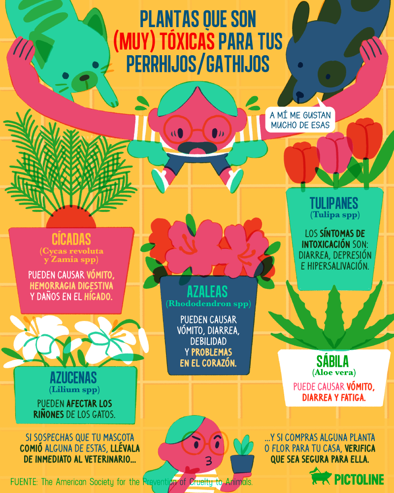 Plantas muy tóxicas para tus perrhijos o gathijos 🪴 🚫 🐶 🐱 Y que son más comunes de lo que crees 👀⚠️