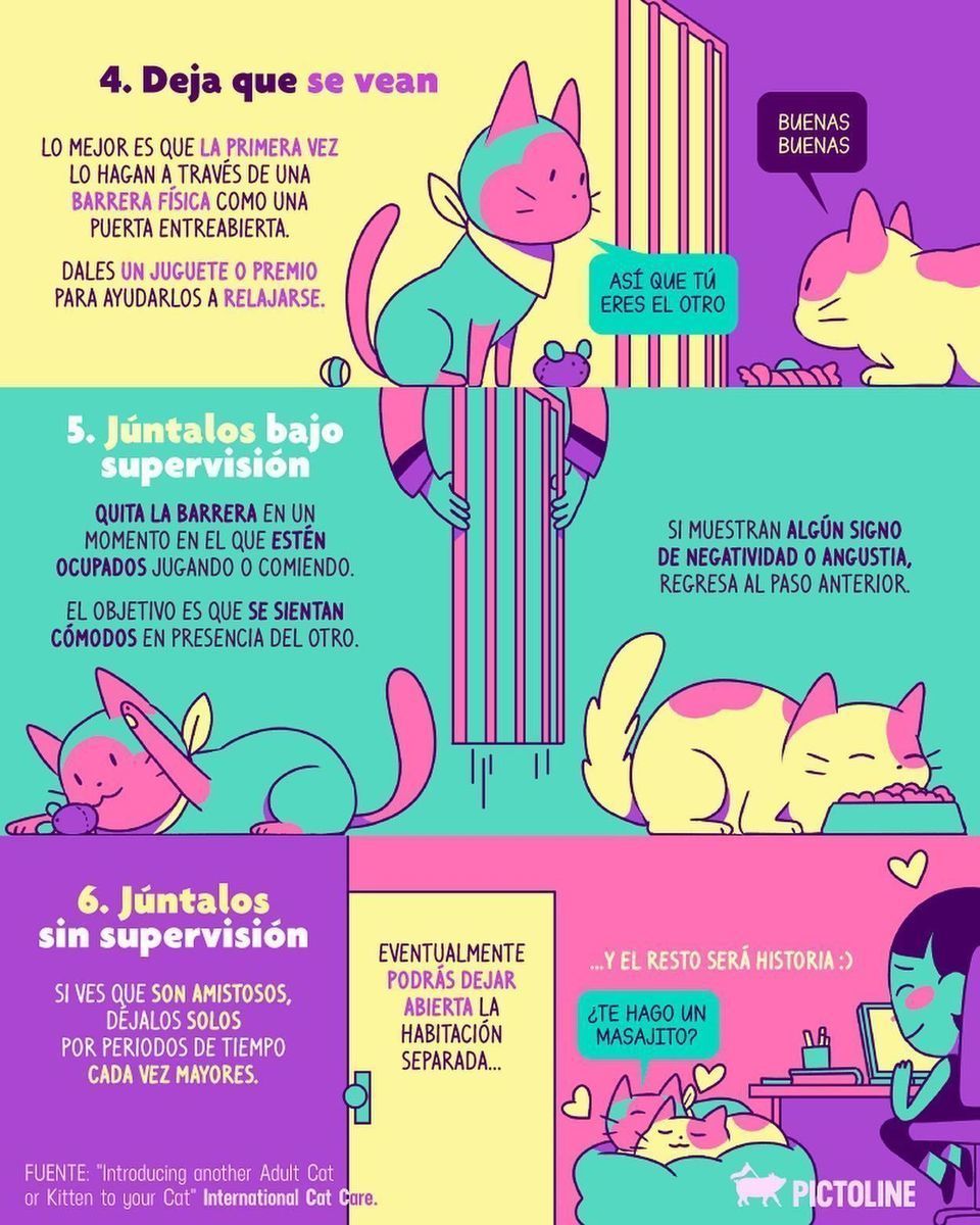 ¿Cómo hacer que tu gatito acepte a un nuevo compañero en casa? 🐈 + 🐈‍⬛ = 👀❓ 6 consejos de expertos que te ayudarán a lograrlo ❤️ #gato #cat #consejos #gatitos #compañeros #tips #catlover #casa