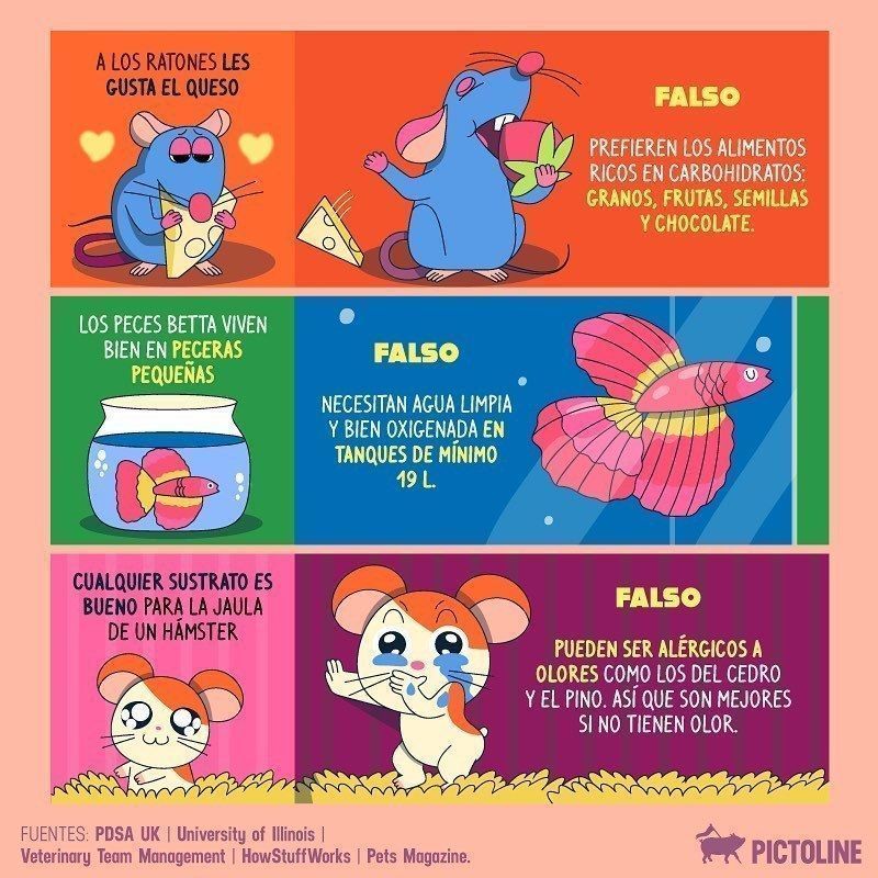 Mejor NO: algunas ideas falsas sobre animales 🐱🐟🐭 que seguramente has creído (o hecho) alguna vez en tu vida :( #animal #ideas #falsas #gatos #peces #raton #hamster #pez