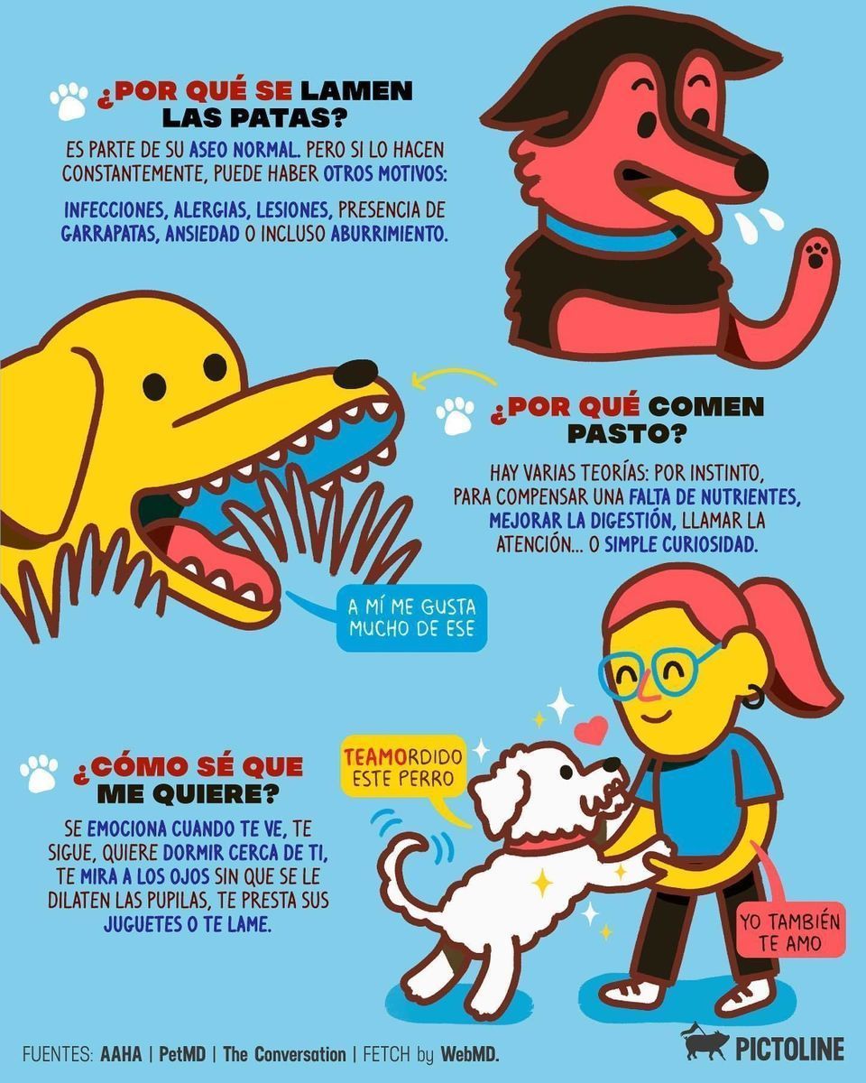 ¿Por qué los perros comen 💩? ¿Por qué huelen las partes íntimas de las personas 👀? ¿Por qué son tan hermosos 😍? Respuestas a algunas de las preguntas más googleadas sobre 🐶: #DíaInternacionalDelPerro #preguntas #perro #dog #perrito #dudas