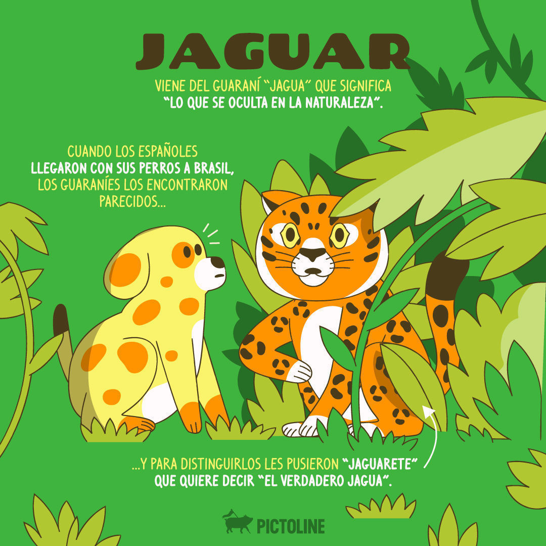 Jaguar 🐱 mariposa 🦋 chapulín 🦗✨En el Día Mundial de la Vida Silvestre, ¿por qué se llaman como se llaman algunos animales?