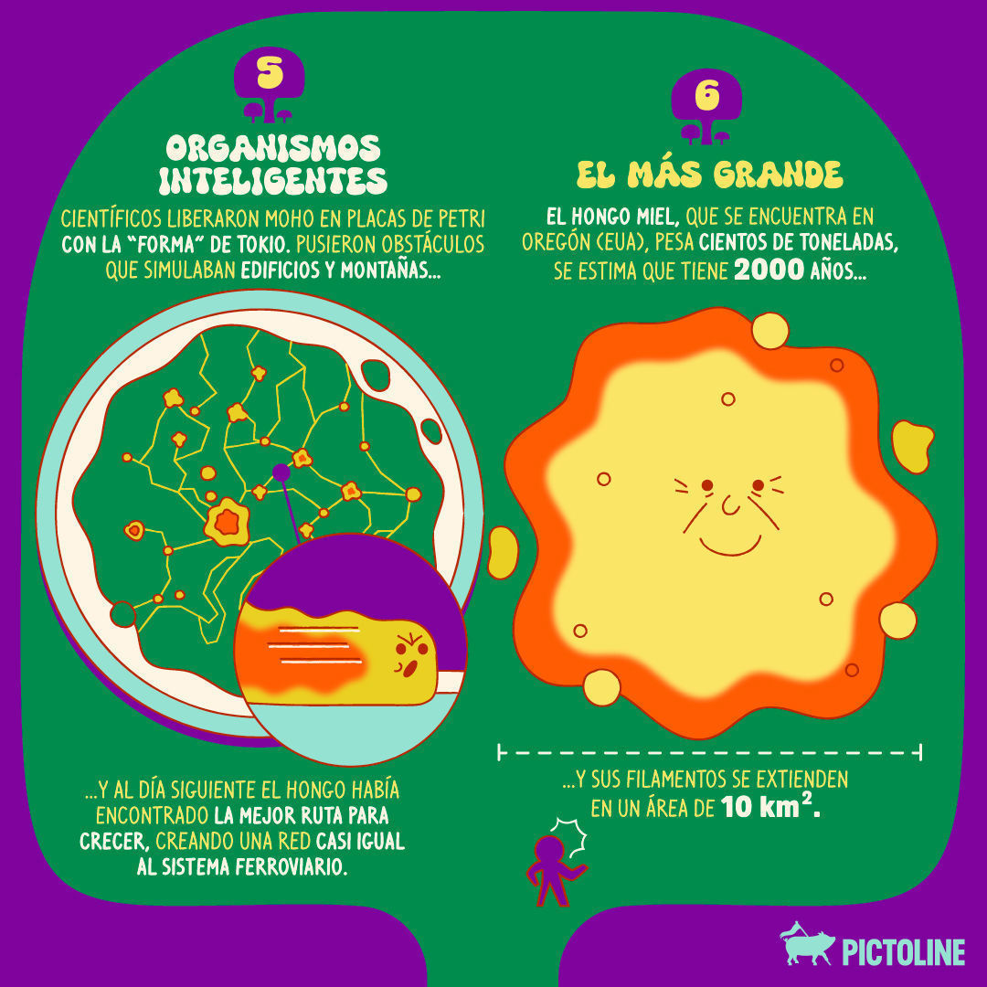 🌿🍄 Es Hongosto 🍄🌿 la temporada de hongos silvestres ✨⁣ Estos son 6 datos que (quizá) no conocías sobre ellos:⁣ ⁣ #Hongosto #Hongos #Setas