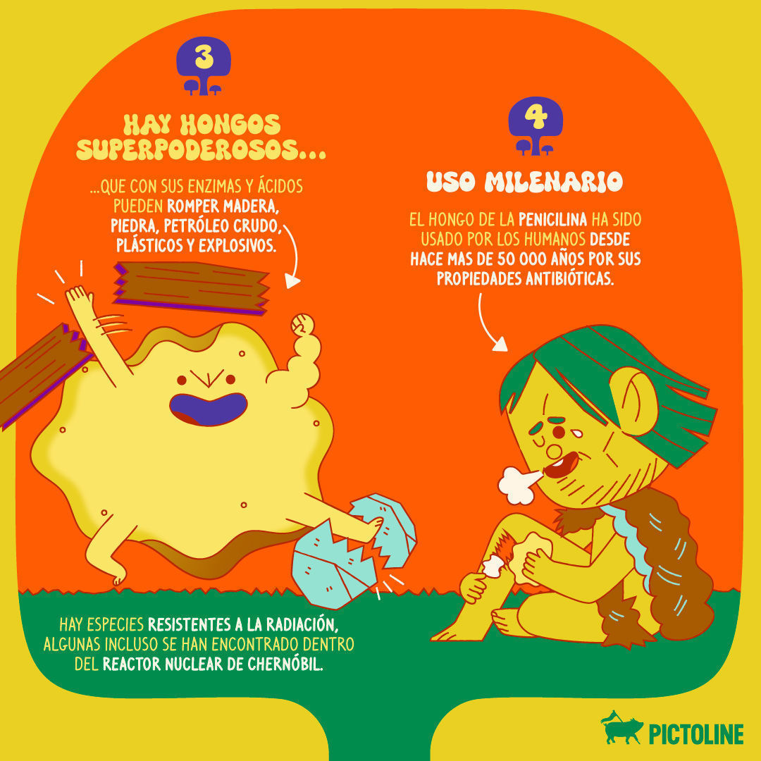 🌿🍄 Es Hongosto 🍄🌿 la temporada de hongos silvestres ✨⁣ Estos son 6 datos que (quizá) no conocías sobre ellos:⁣ ⁣ #Hongosto #Hongos #Setas