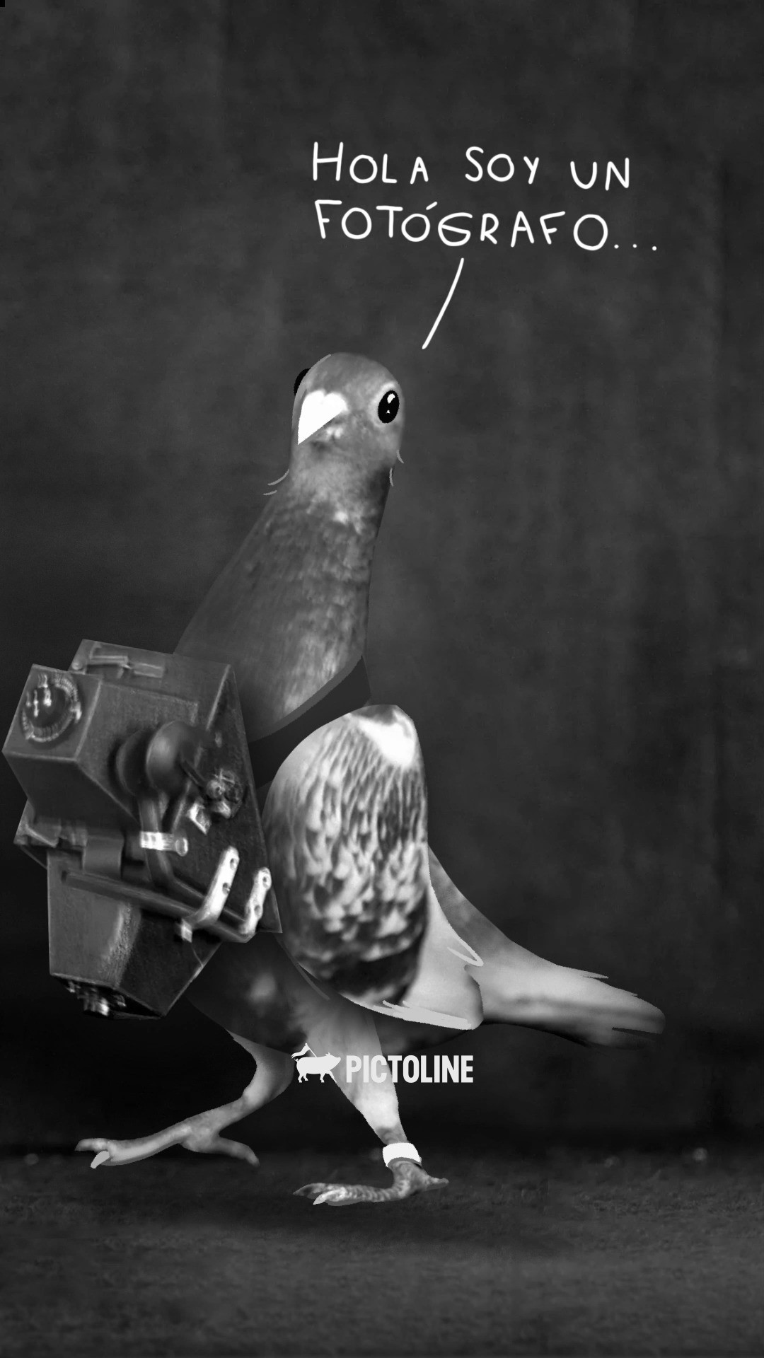 Porque antes de los satélites había… palomas fotógrafas 🐦📸 (Sí, es real) #palomas #fotografia #díamundialdelafotografía
