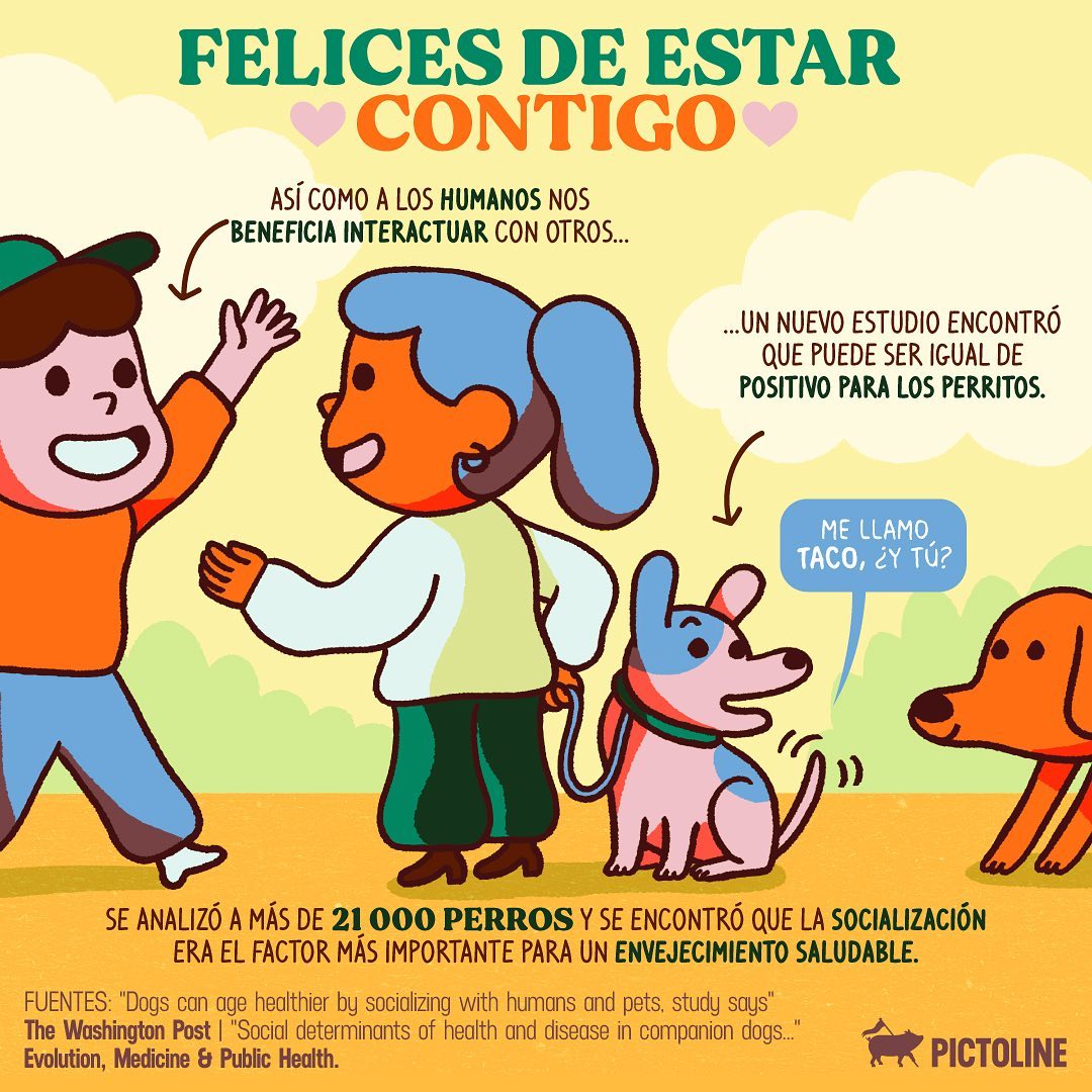 Felices de estar contigo 🐶💖 A tu perrito le beneficia tanto como a ti interactuar con otros: #perritos #lomitos #dogs #dogslife