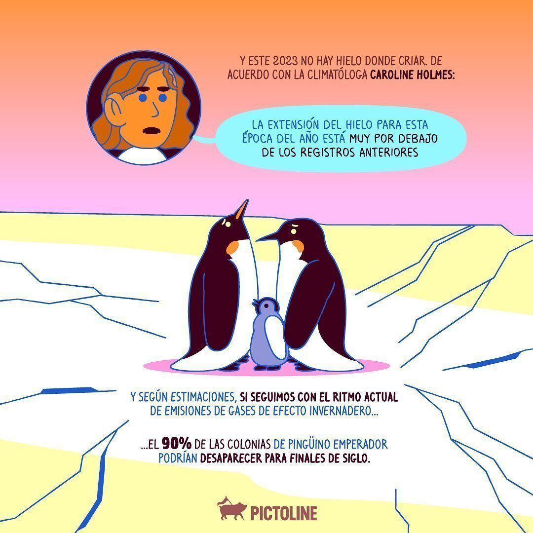 El año pasado, miles de crías de pingüinos emperador murieron ahogadas o de hambre por culpa del deshielo temprano. Y este 2023, las cosas no pintan nada bien 🐧😞 #pingüinos #pingüinoemperador #antarticsea #gasesefectoinvernadero