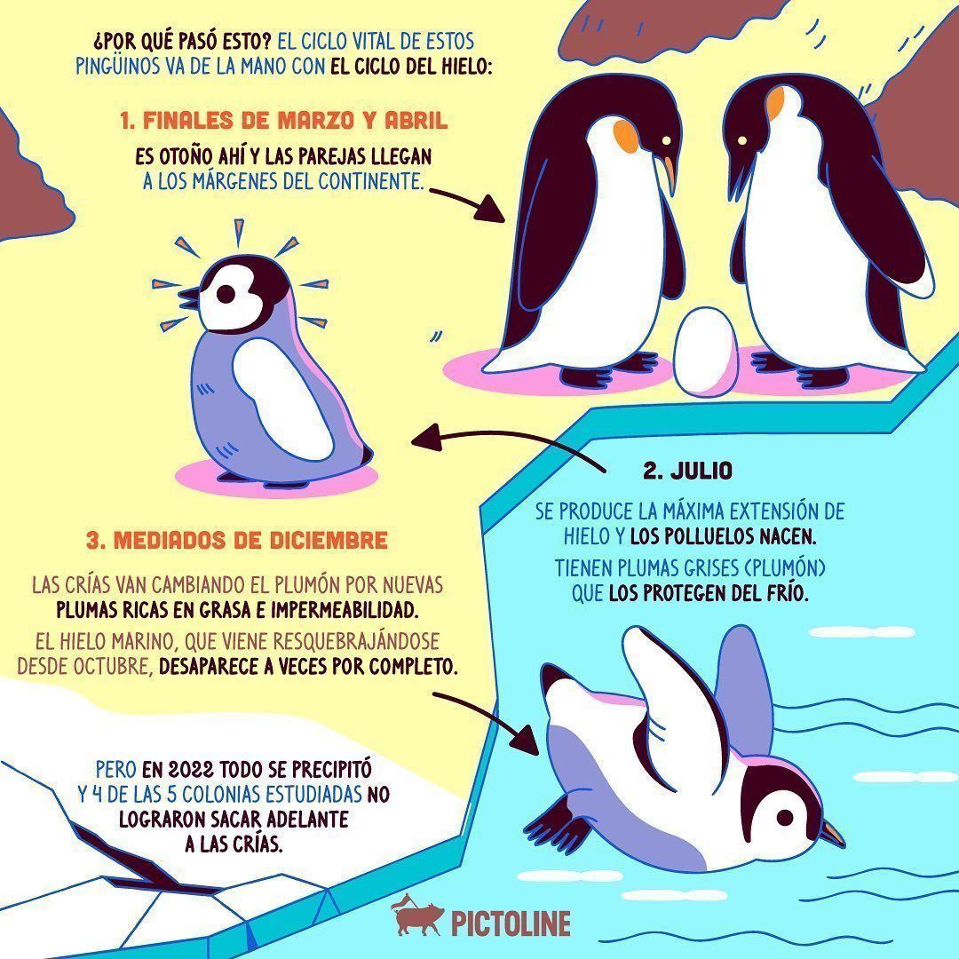 El año pasado, miles de crías de pingüinos emperador murieron ahogadas o de hambre por culpa del deshielo temprano. Y este 2023, las cosas no pintan nada bien 🐧😞 #pingüinos #pingüinoemperador #antarticsea #gasesefectoinvernadero