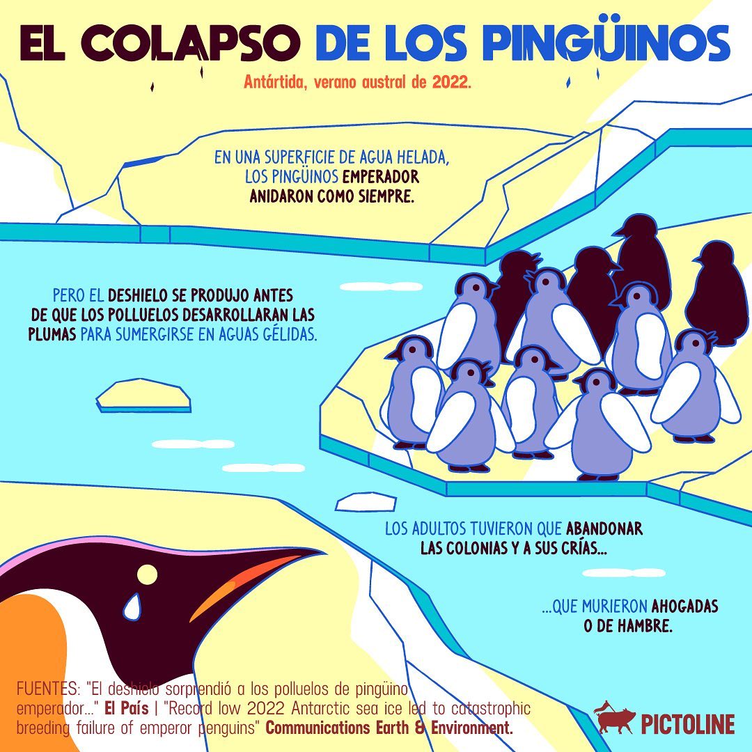 El año pasado, miles de crías de pingüinos emperador murieron ahogadas o de hambre por culpa del deshielo temprano. Y este 2023, las cosas no pintan nada bien 🐧😞 #pingüinos #pingüinoemperador #antarticsea #gasesefectoinvernadero