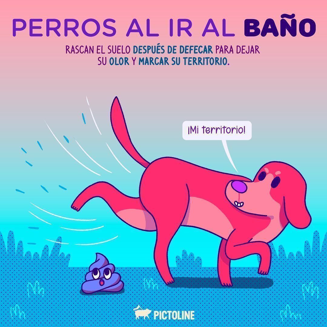 Exploramos el mundo detrás del comportamiento de nuestras mascotas 😮🐶😻😍💞 #mascotas #perritos #gatitos #dogs #catslover