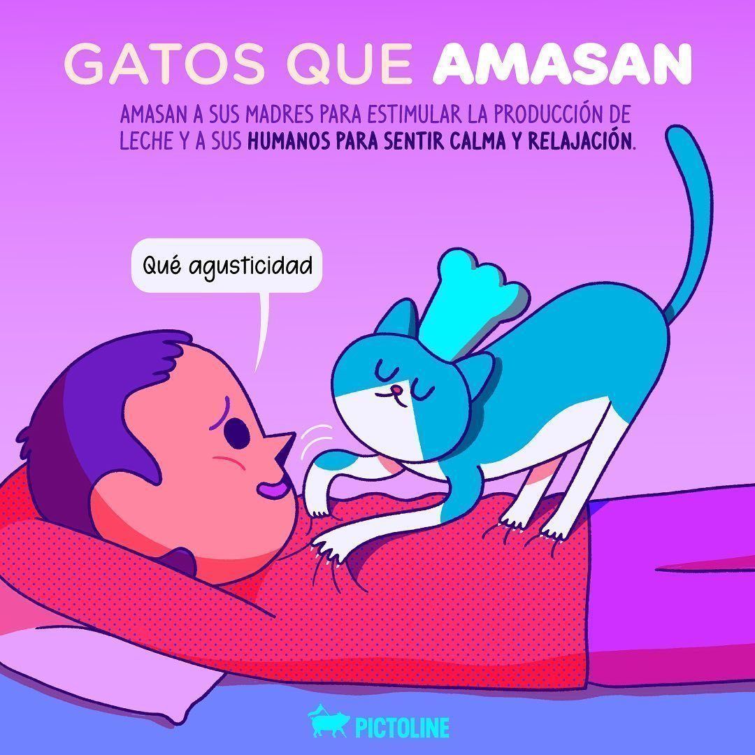 Exploramos el mundo detrás del comportamiento de nuestras mascotas 😮🐶😻😍💞 #mascotas #perritos #gatitos #dogs #catslover