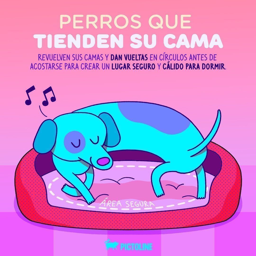 Exploramos el mundo detrás del comportamiento de nuestras mascotas 😮🐶😻😍💞 #mascotas #perritos #gatitos #dogs #catslover
