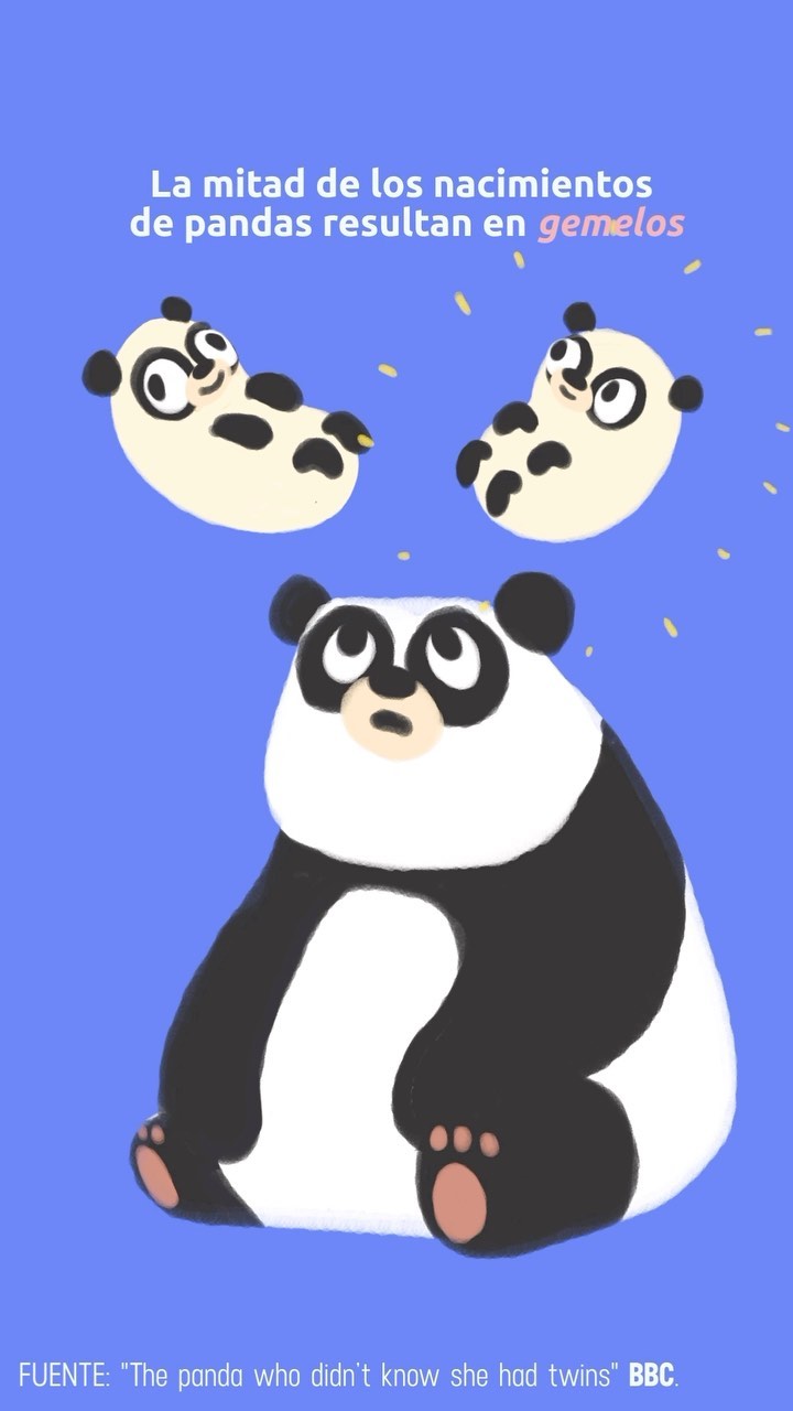 Ositos panda 🐼🖤, nunca se acaben 🥲🫰 #pandas #twins #bebepanda #ositospanda