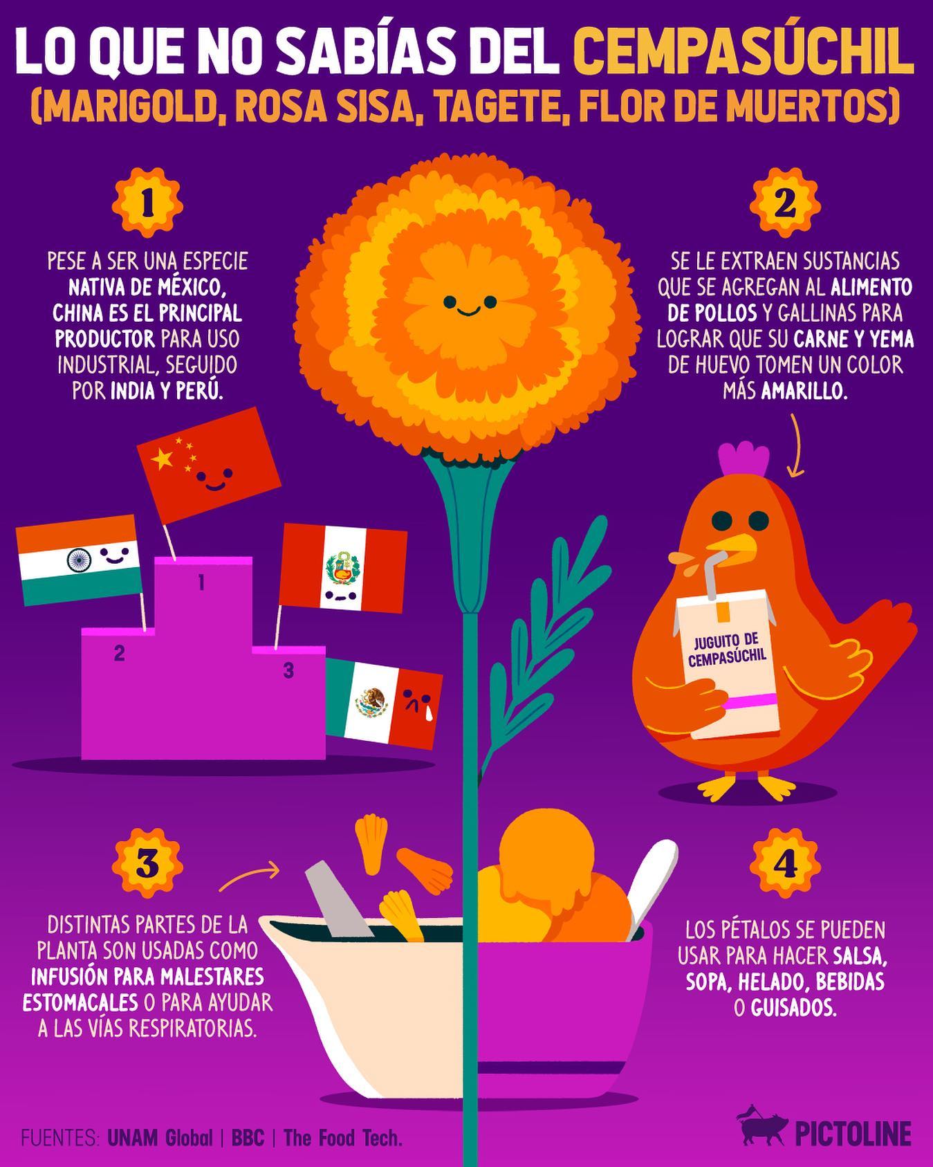 Una flor nativa de México que nunca falta en los altares de #DíaDeMuertos 🏵️🖤 #cempasuchil #tradicionesmexicanas