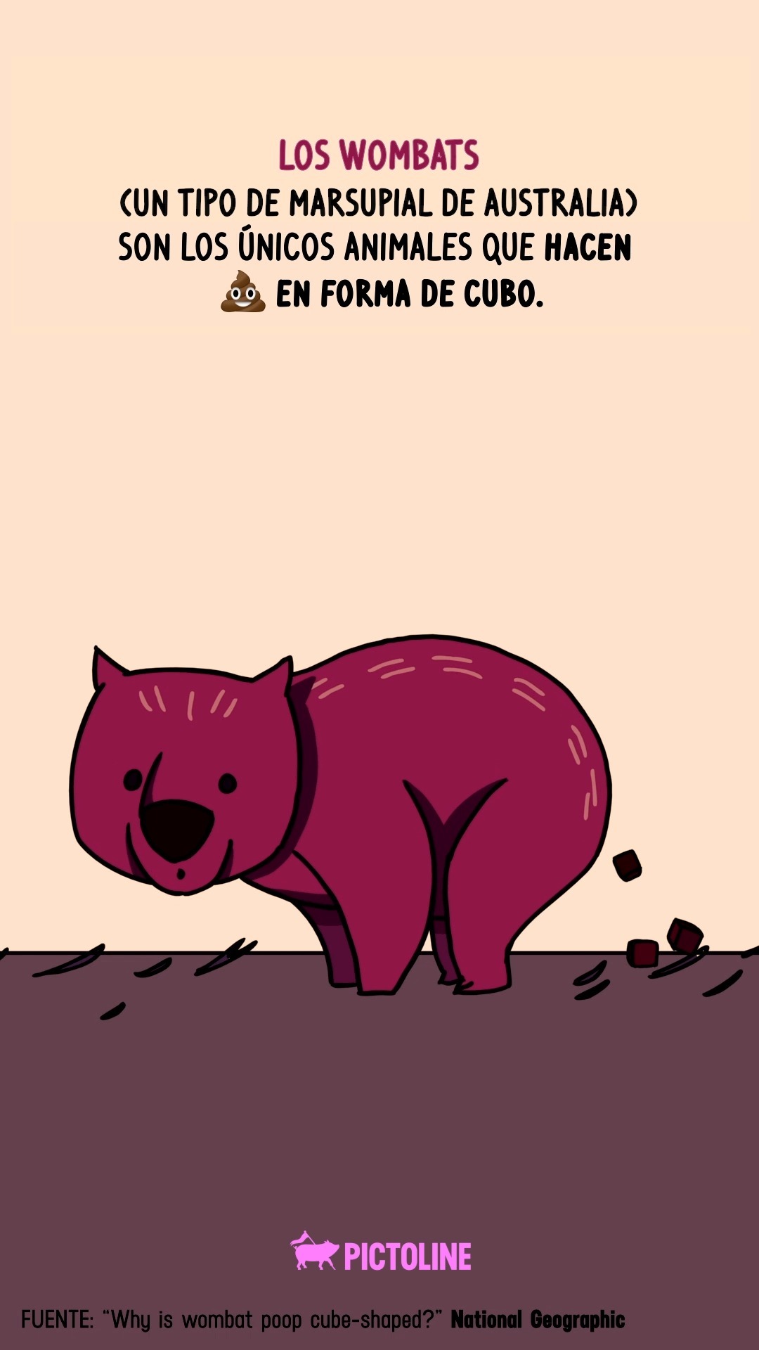 La perfección de los wombats hasta en la ✨💩✨ #wombat #animales