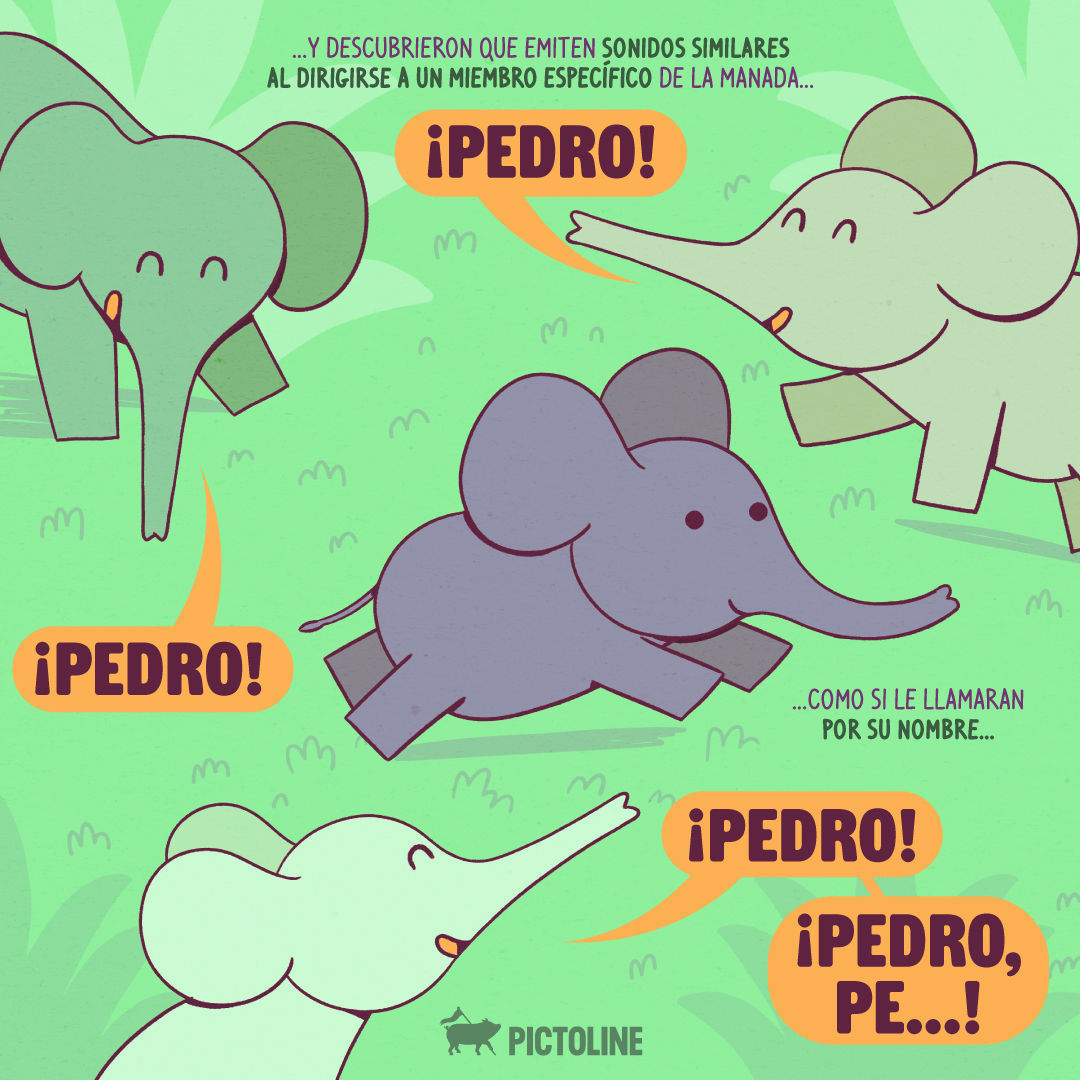 ✨ Noticias bonitas de la semana: los 🐘 usan nombres 💖 #Elefantes #Nombres #Animales #Curiosidades