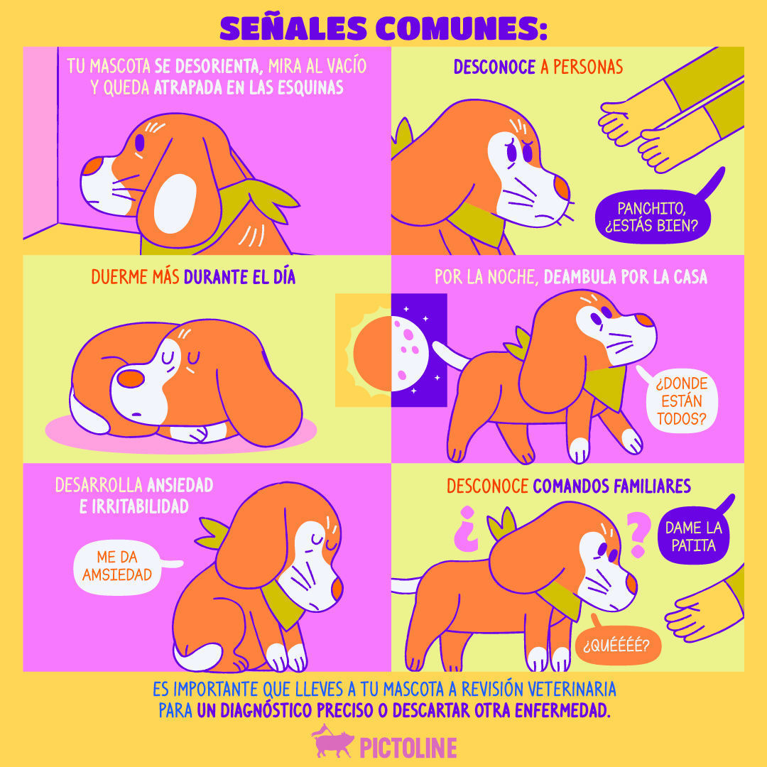 Checa cuáles son las señales de demencia canina para asegurarte de que no sea el caso de tu mascota 🐶 💕 #DemenciaCanina #Perros #Lomitos #Salud