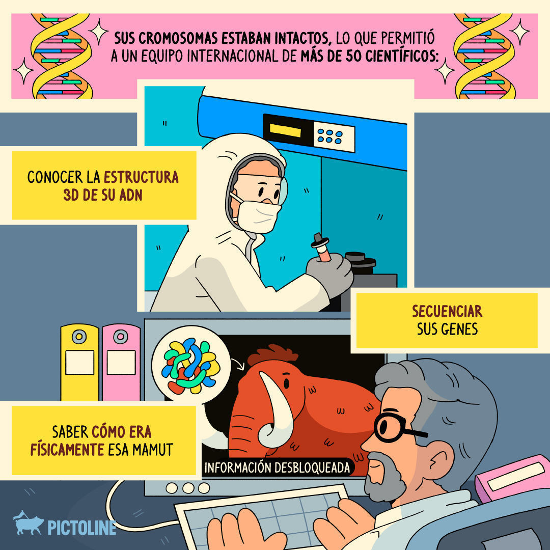 Investigadores hallaron restos de una mamut que permitieron explorar su ADN y acercarnos al sueño de “resucitar” a esta especie: “mammoth is coming” 🔎🦣📏🗻⁣ ⁣ #mamuts #mamut #prehistoria #restosmamut #mamutlanudo #Mammuthusprimigenius #adn