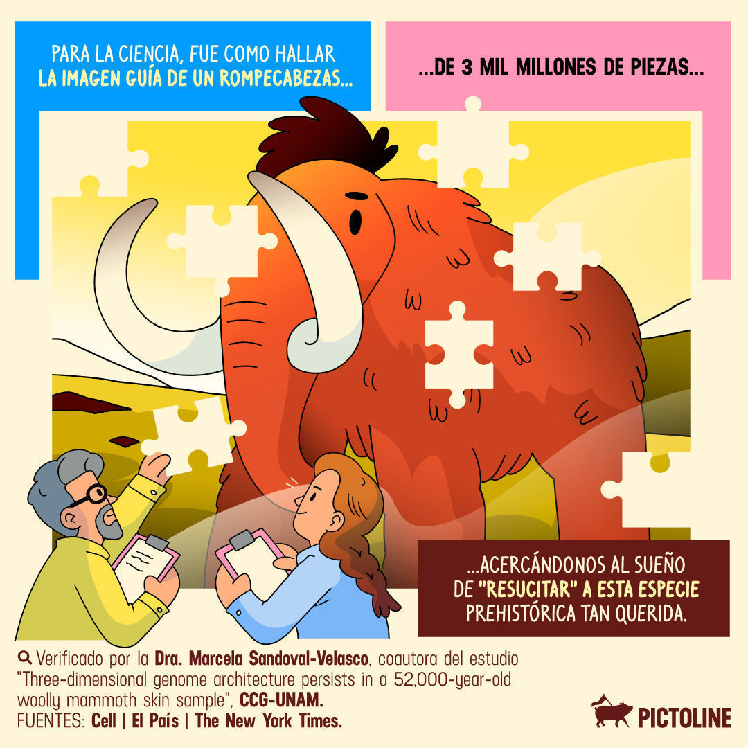 Investigadores hallaron restos de una mamut que permitieron explorar su ADN y acercarnos al sueño de “resucitar” a esta especie: “mammoth is coming” 🔎🦣📏🗻⁣ ⁣ #mamuts #mamut #prehistoria #restosmamut #mamutlanudo #Mammuthusprimigenius #adn