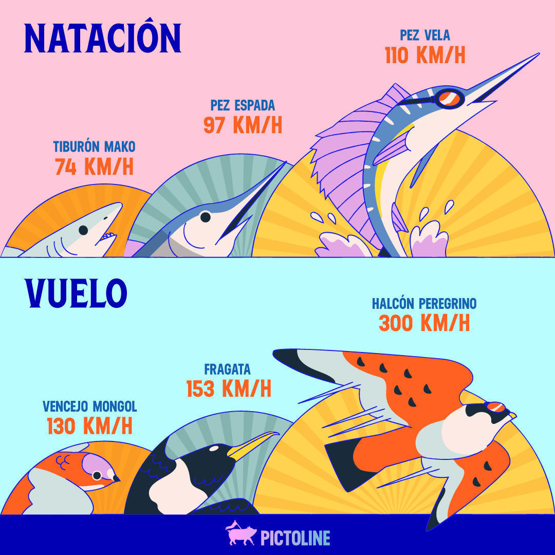 🐾🏅 En un mundo donde los animales compiten en los Juegos Olímpicos, ¿quiénes se habrían llevado el oro? 🐺🦏🦩🐠⁣ ⁣ #DeportesOlímpicos #TiburónMako #PezEspada #PezVela #Vencejo #Halcón #Fragata #Gacela #Berrendo #Guepardo #Hormiga #Escarabajo #Ele