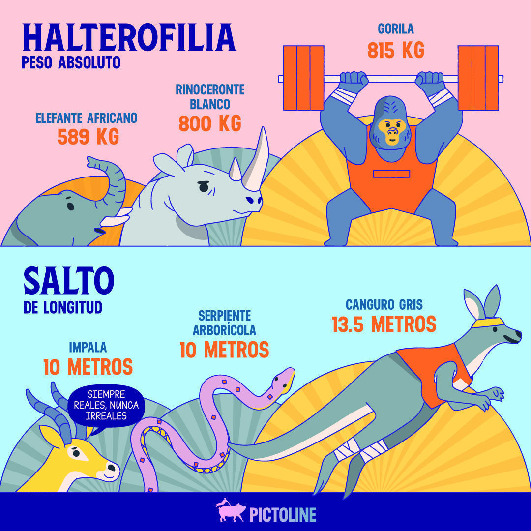 🐾🏅 En un mundo donde los animales compiten en los Juegos Olímpicos, ¿quiénes se habrían llevado el oro? 🐺🦏🦩🐠⁣ ⁣ #DeportesOlímpicos #TiburónMako #PezEspada #PezVela #Vencejo #Halcón #Fragata #Gacela #Berrendo #Guepardo #Hormiga #Escarabajo #Ele