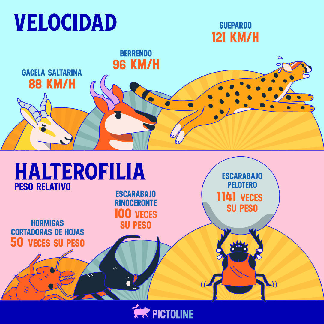 🐾🏅 En un mundo donde los animales compiten en los Juegos Olímpicos, ¿quiénes se habrían llevado el oro? 🐺🦏🦩🐠⁣ ⁣ #DeportesOlímpicos #TiburónMako #PezEspada #PezVela #Vencejo #Halcón #Fragata #Gacela #Berrendo #Guepardo #Hormiga #Escarabajo #Ele