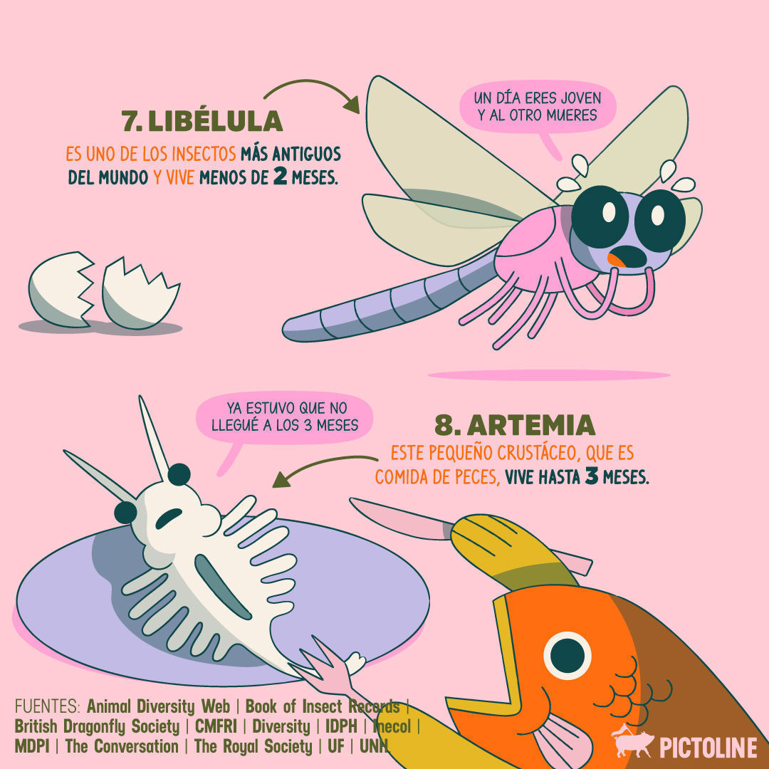 ¿Acaso estos ejemplos de animales con vida corta 🦟🐜🪰🐝💨 te recuerdan lo fugaz de tu casi algo? 😜⁣ ⁣ #AnimalesDeVidaCorta #CicloDeVidaCorto #VidaEfímera #EspeciesDeVidaBreve #FaunaDeVidaCorta #VidaAnimalCorta #Pictoline
