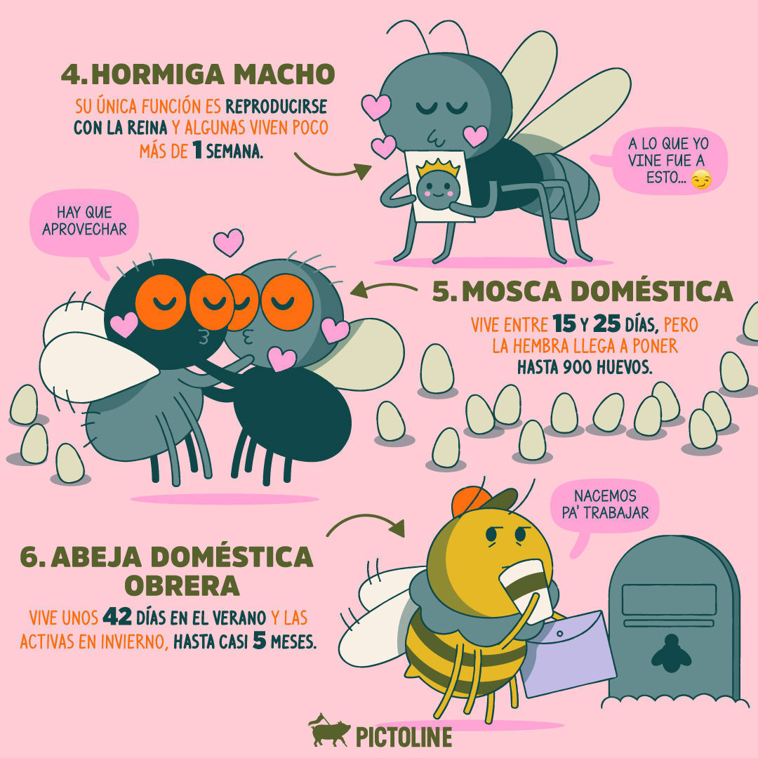 ¿Acaso estos ejemplos de animales con vida corta 🦟🐜🪰🐝💨 te recuerdan lo fugaz de tu casi algo? 😜⁣ ⁣ #AnimalesDeVidaCorta #CicloDeVidaCorto #VidaEfímera #EspeciesDeVidaBreve #FaunaDeVidaCorta #VidaAnimalCorta #Pictoline