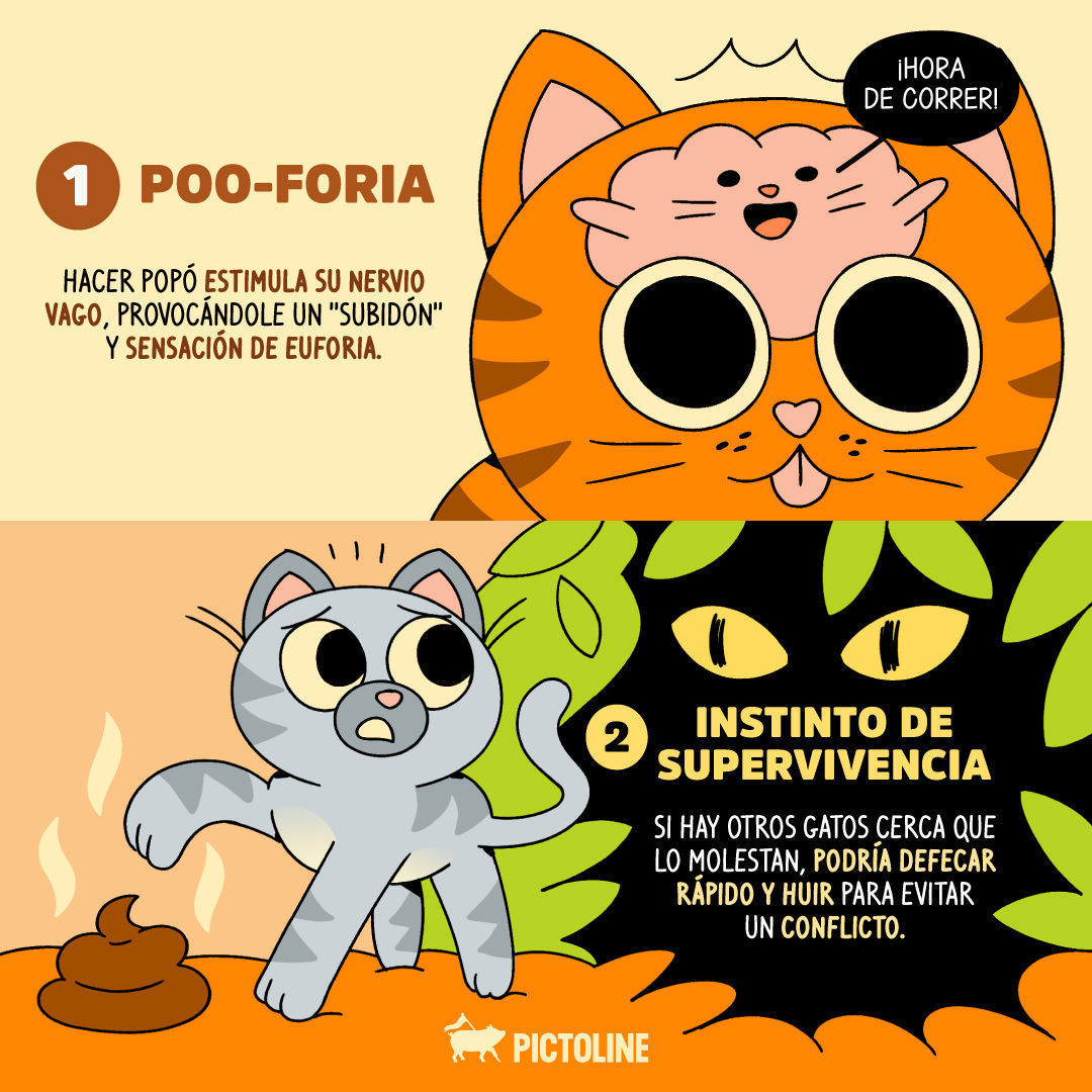 🙀 ¿Por qué tu gato tiene zoomies o ataques de locura tras hacer 💩? 🐈 Aquí algunas respuestas 🧐⁣ ⁣ #ZoomiesGato #Gatos #GatoHiperactivo #CrazyCat #GatosZoomies #ComportamientoFelino #GatosCorriendo #HoraDeLosZoomies #GatosDivertidos #LocurasFelin