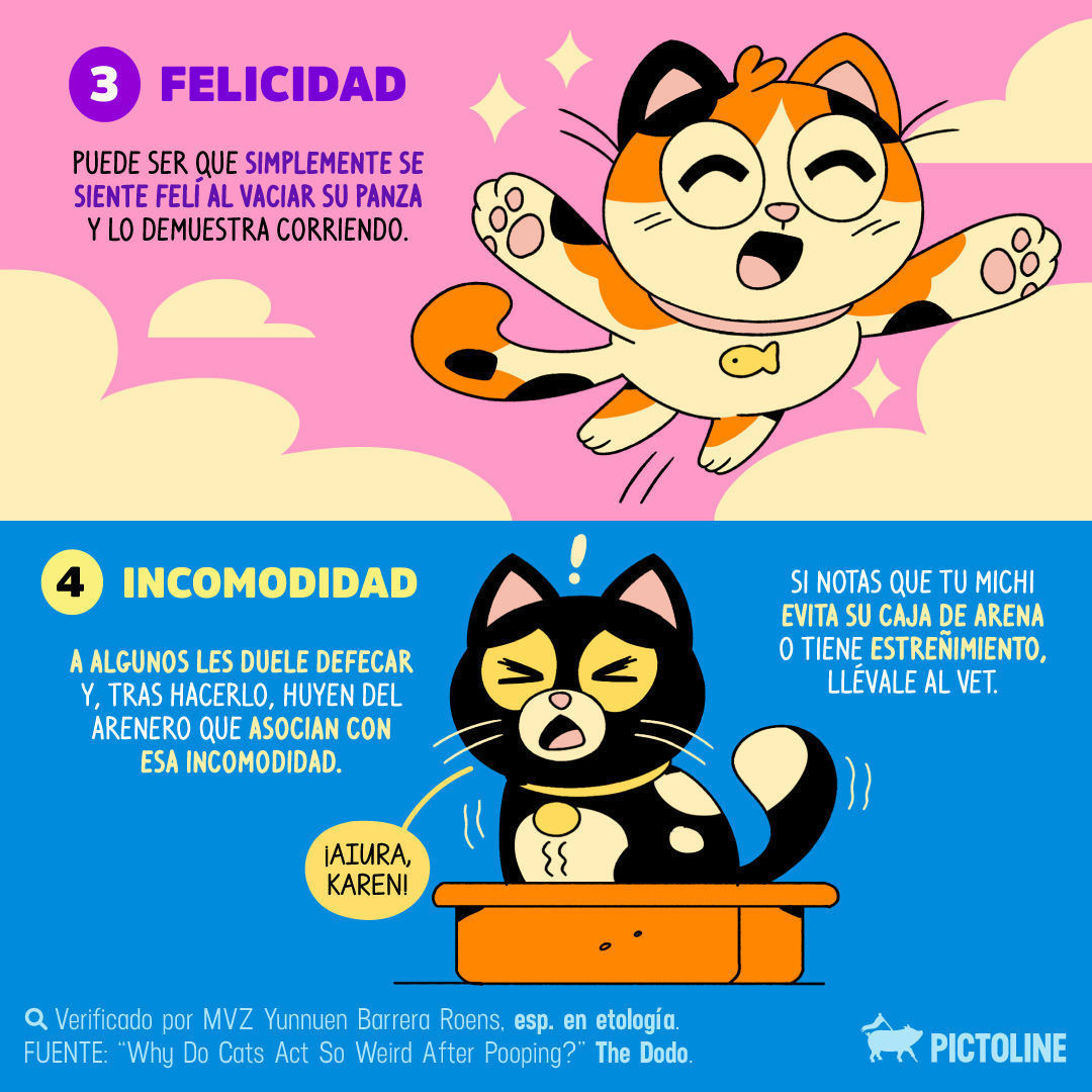 🙀 ¿Por qué tu gato tiene zoomies o ataques de locura tras hacer 💩? 🐈 Aquí algunas respuestas 🧐⁣ ⁣ #ZoomiesGato #Gatos #GatoHiperactivo #CrazyCat #GatosZoomies #ComportamientoFelino #GatosCorriendo #HoraDeLosZoomies #GatosDivertidos #LocurasFelin