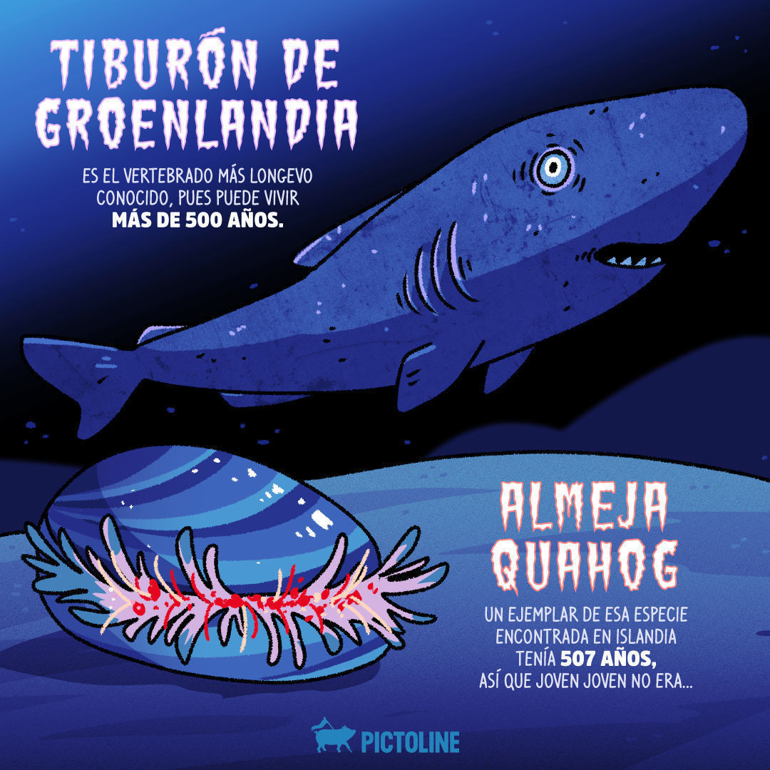 ¿Hay medusas que rejuvenecen una y otra vez? 🪼🤯🪼 Qué creepy… estos son algunos de los animales más longevos del mundo 🦈🪸🐚⁣ ⁣ #AnimalesLongevos #VidaLarga #CuriosidadesDeAnimales #CienciaYNaturaleza #MaravillasDelMundoAnimal #AnimalesMilenarios
