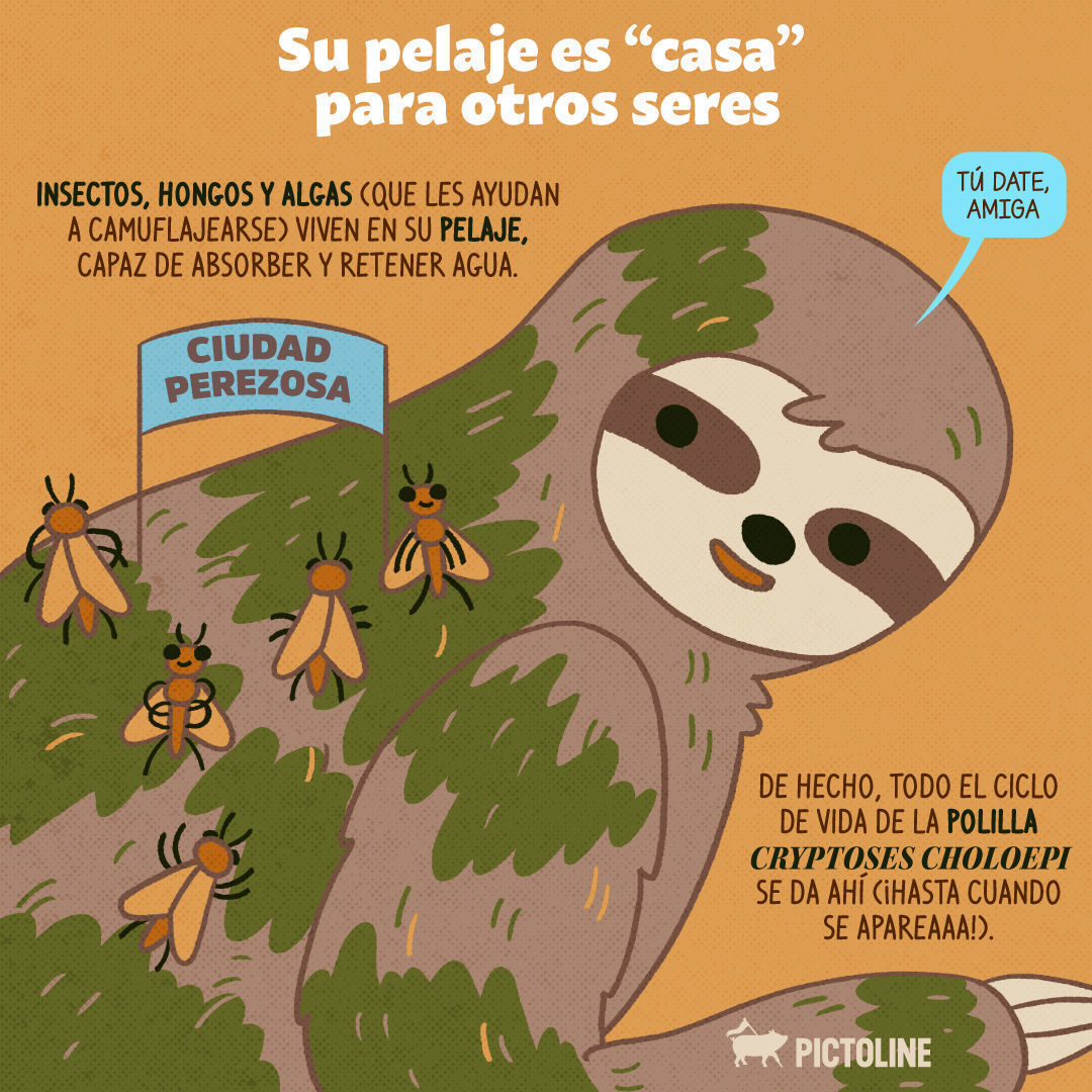 Con estos datos interesantes sobre los perezosos los vas a amar más y sí dan ganas de ser uno de ellos 🦥😍 Así todos leeentos y solo 💩 una vez a la semana 😅⁣ ⁣ #Perezosos #AnimalesExóticos #VidaSalvaje #CuriosidadesDeAnimales #AmantesDeLaNaturale