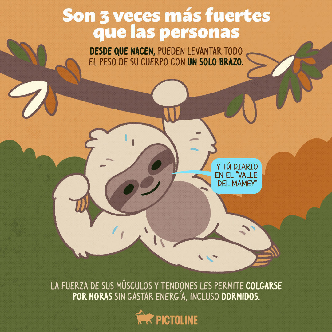 Con estos datos interesantes sobre los perezosos los vas a amar más y sí dan ganas de ser uno de ellos 🦥😍 Así todos leeentos y solo 💩 una vez a la semana 😅⁣ ⁣ #Perezosos #AnimalesExóticos #VidaSalvaje #CuriosidadesDeAnimales #AmantesDeLaNaturale