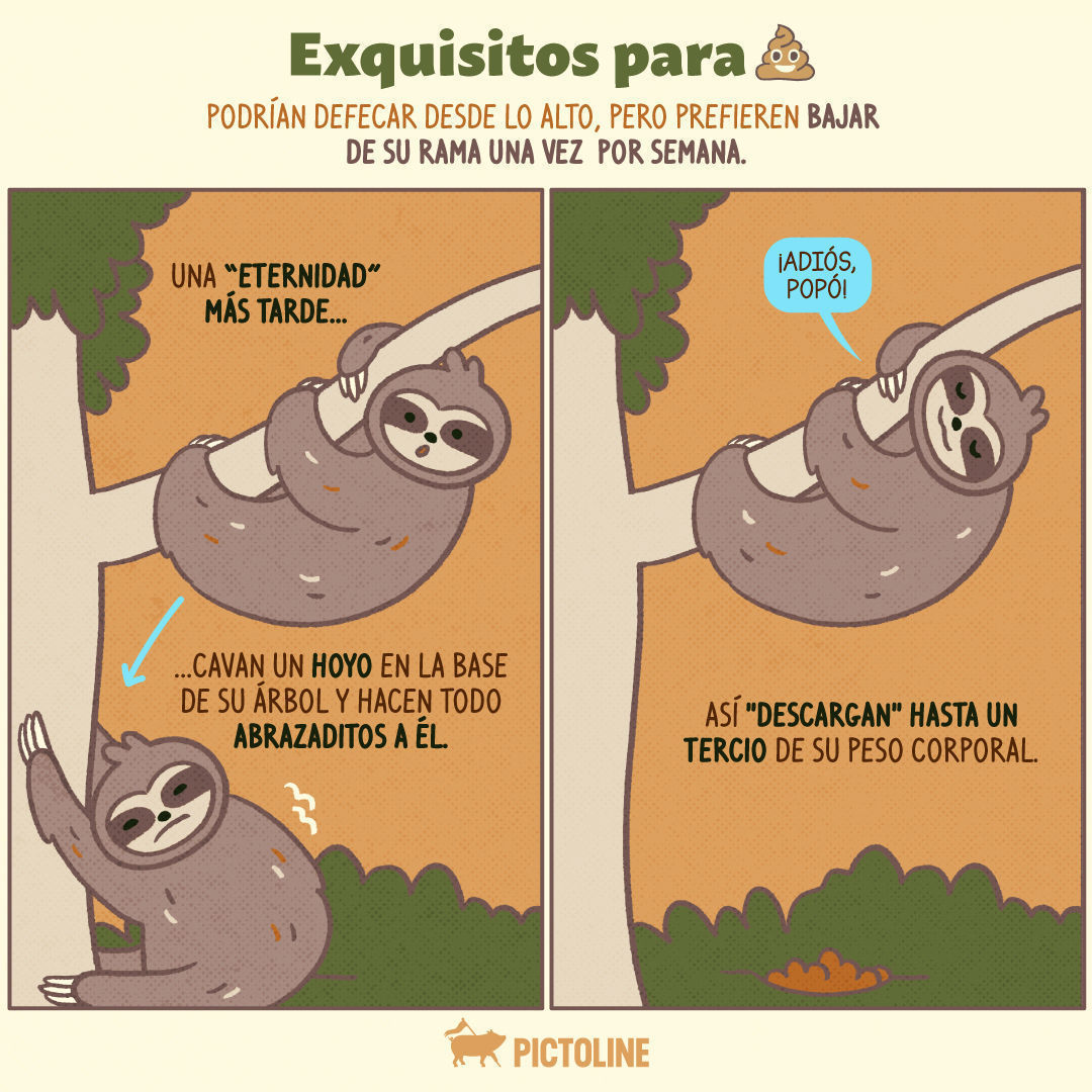 Con estos datos interesantes sobre los perezosos los vas a amar más y sí dan ganas de ser uno de ellos 🦥😍 Así todos leeentos y solo 💩 una vez a la semana 😅⁣ ⁣ #Perezosos #AnimalesExóticos #VidaSalvaje #CuriosidadesDeAnimales #AmantesDeLaNaturale