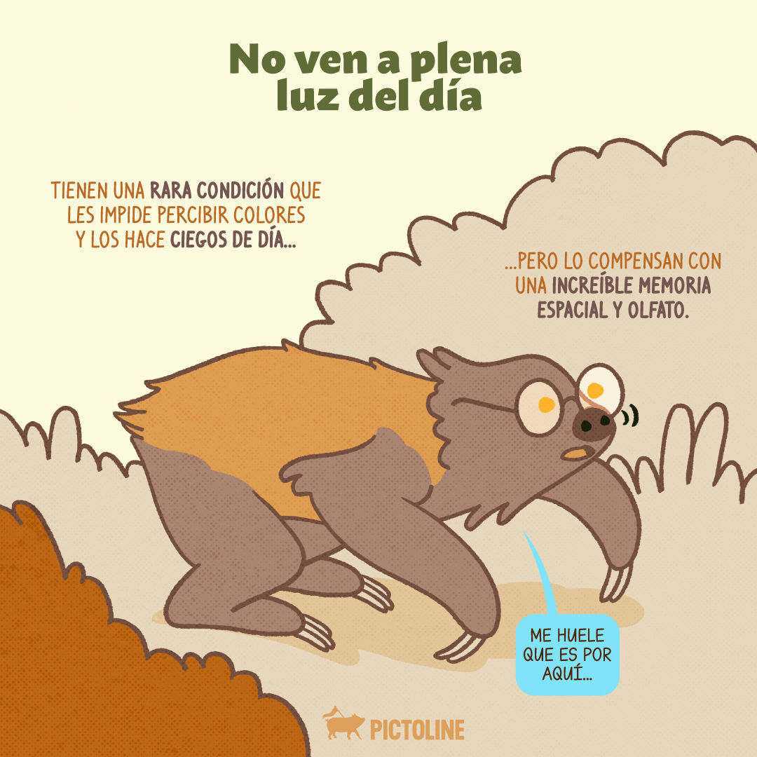 Con estos datos interesantes sobre los perezosos los vas a amar más y sí dan ganas de ser uno de ellos 🦥😍 Así todos leeentos y solo 💩 una vez a la semana 😅⁣ ⁣ #Perezosos #AnimalesExóticos #VidaSalvaje #CuriosidadesDeAnimales #AmantesDeLaNaturale