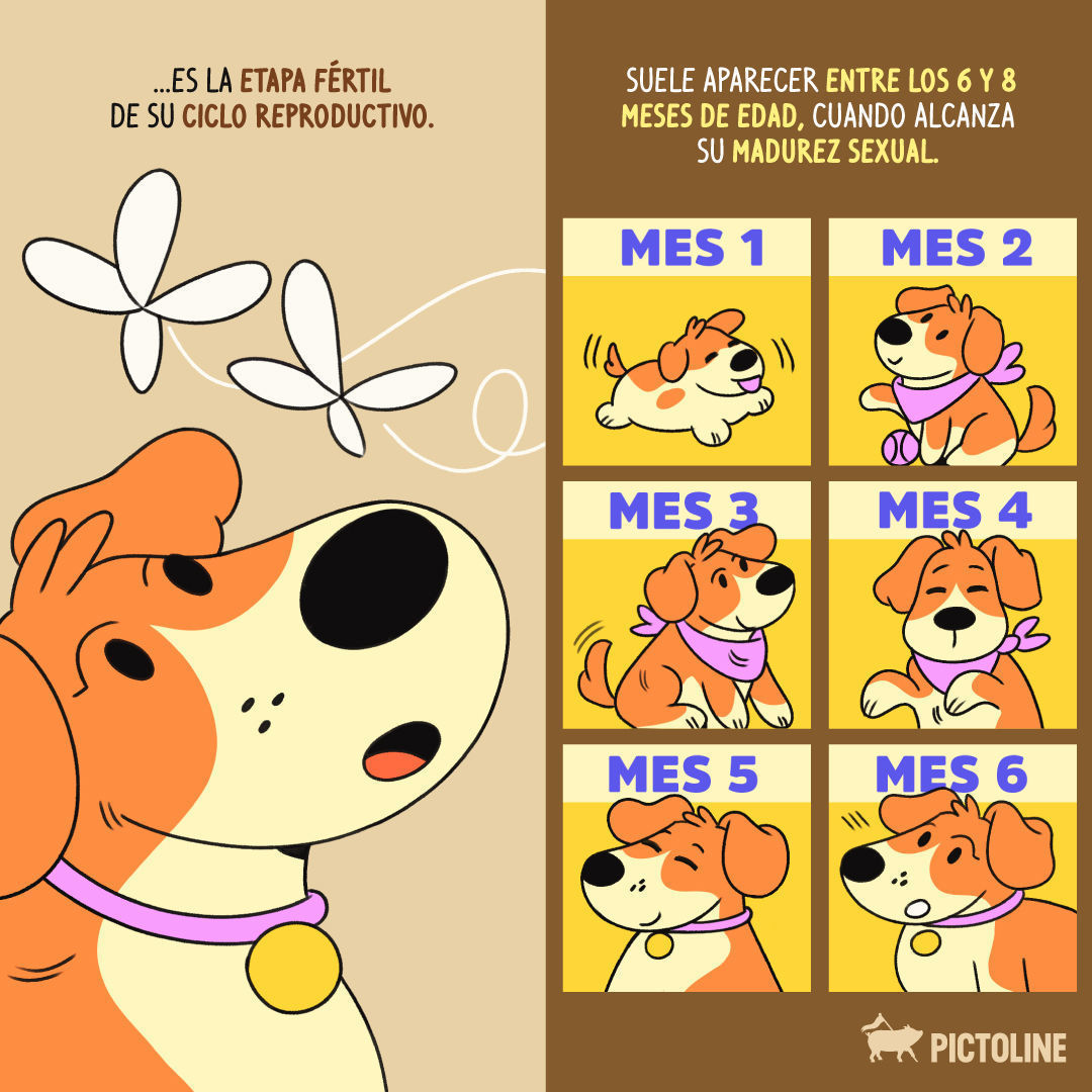 Uno de los síntomas de celo en perras es el sangrado 🐶🩸 Aquí más info de lo que viven en esta etapa 👉 #Salud #CeloCanino #PerrasEnCelo #CicloCanino #SaludCanina #Pictoline
