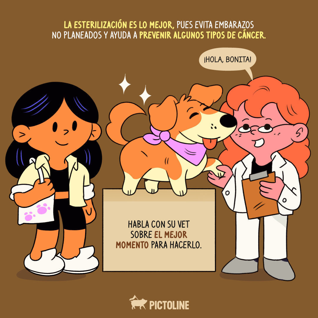 Uno de los síntomas de celo en perras es el sangrado 🐶🩸 Aquí más info de lo que viven en esta etapa 👉 #Salud #CeloCanino #PerrasEnCelo #CicloCanino #SaludCanina #Pictoline