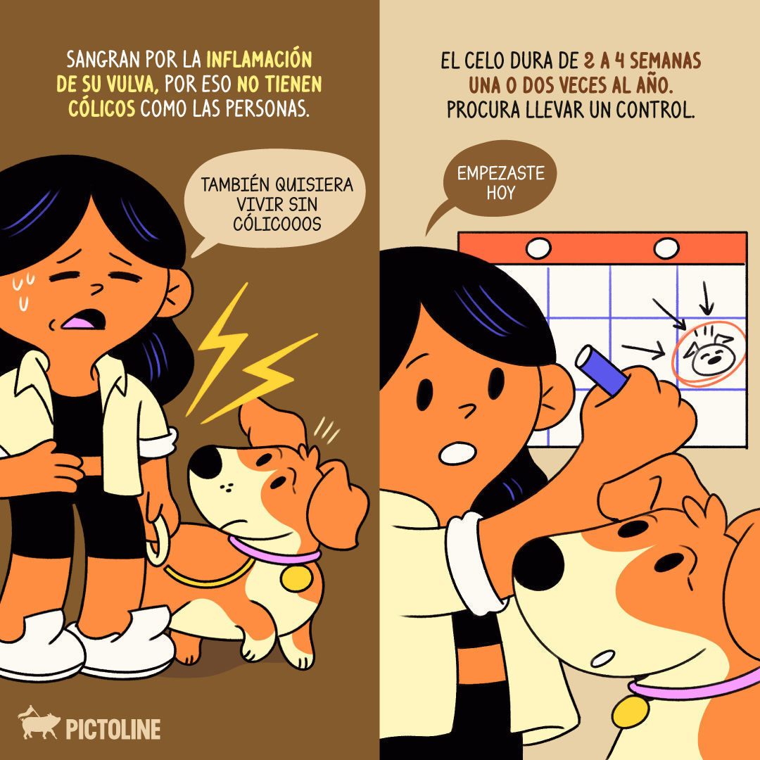 Uno de los síntomas de celo en perras es el sangrado 🐶🩸 Aquí más info de lo que viven en esta etapa 👉 #Salud #CeloCanino #PerrasEnCelo #CicloCanino #SaludCanina #Pictoline