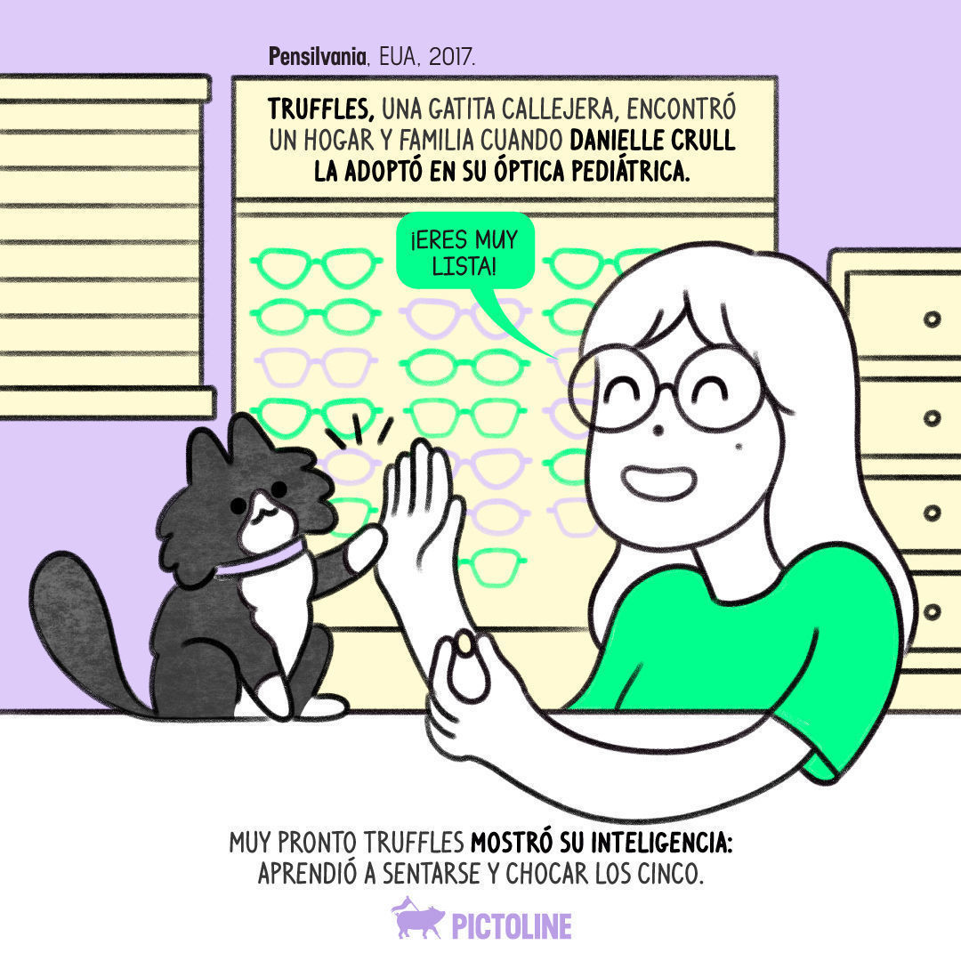🐾💖👓 Una historia de amor, adopción y mucho estilo... Así es como Truffles se convirtió en la "Empleada del mes" 🐱🌟⁣ ⁣ #TrufflesLaGatita #EmpleadaDelMes #GatitaFamosa #GatosEnLaOficina #TrufflesEmpleadoDelMes #GatitosEnElTrabajo #TrufflesLaGata 